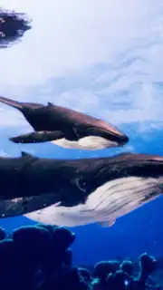 The Humpback Whales captura 3