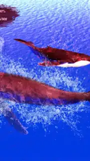 The Humpback Whales captura 21