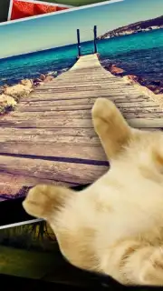 Find Kitten captura 2