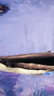 The Humpback Whales captura 7