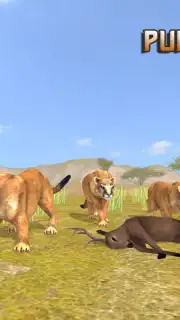 Puma Survival captura 6
