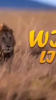 Lion Simulator Animal Games 3d captura 1
