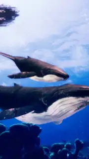 The Humpback Whales captura 18