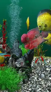 AquaLife 3D captura 5
