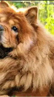 Camera HD captura 8