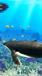 The Humpback Whales captura 1