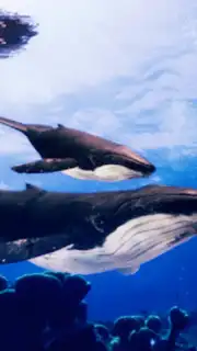 The Humpback Whales captura 17