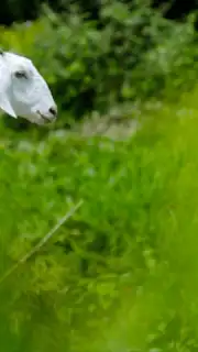 Goat Sounds captura 1