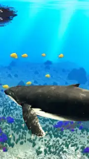 The Humpback Whales captura 24